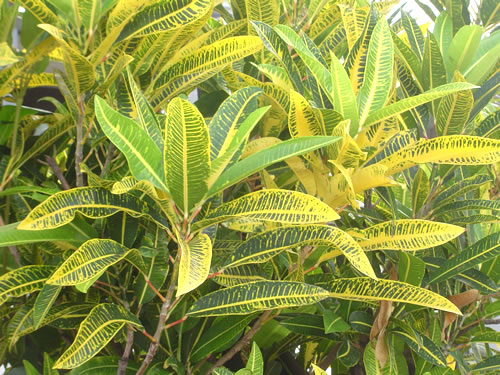 007. �n���C�̎ʐ^