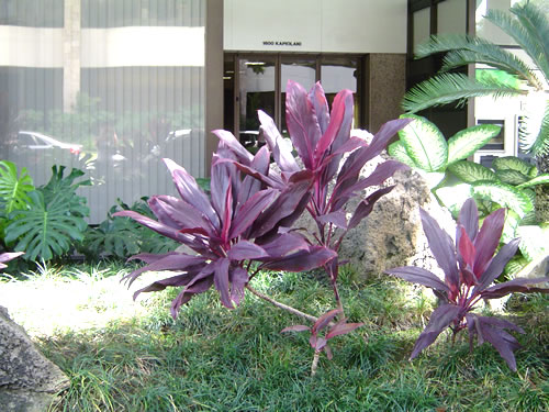 008. �n���C�̎ʐ^