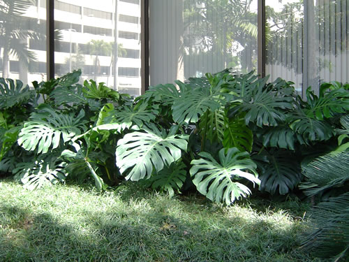 009. �n���C�̎ʐ^