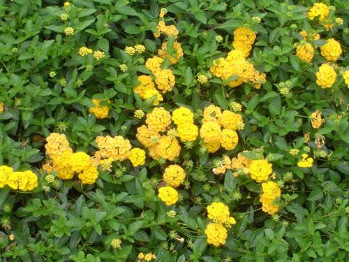 010. �n���C�̎ʐ^