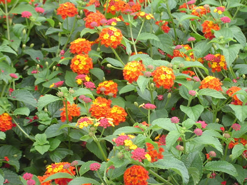 011. �n���C�̎ʐ^