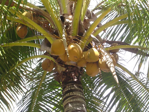 003. �n���C�̎ʐ^