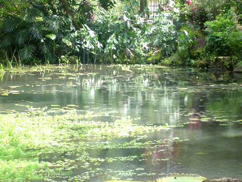 Waimea Valley .009 �n���C�̎ʐ^