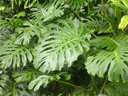 Waimea Valley .007 �n���C�̎ʐ^