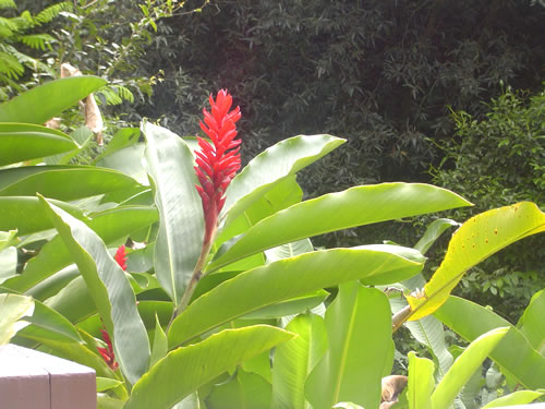 Waimea Valley .006 �n���C�̎ʐ^