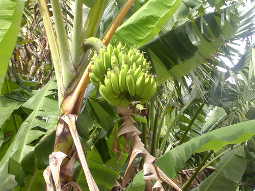 Waimea Valley .004 �n���C�̎ʐ^