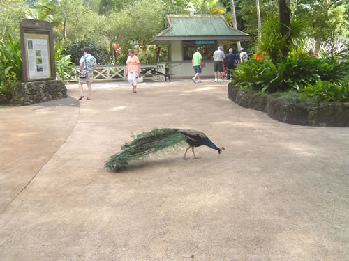 Waimea Valley .003 �n���C�̎ʐ^