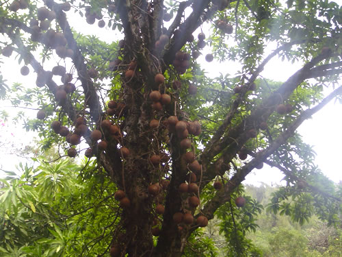 Waimea Valley .002 �n���C�̎ʐ^